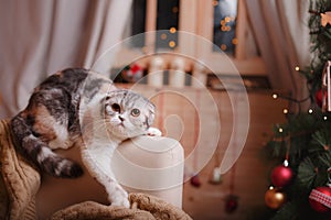 Cat breed Scottish Fold, Christmas and New Year