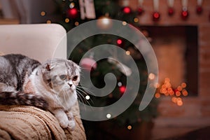 Cat breed Scottish Fold, Christmas and New Year