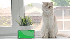 Cat breed Scottish fold sitting with green screen phone on background of window