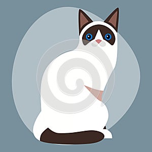 Cat breed siamese cute pet portrait fluffy white black adorable cartoon animal and pretty fun feline sitting mammal