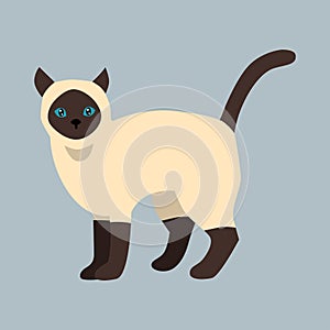 Cat breed siamese cute pet white black fluffy young adorable cartoon animal and pretty fun play feline sitting mammal