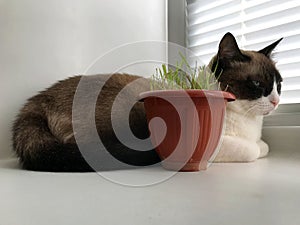 Cat of breed Snowshoe sits on a windowsill