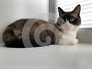 Cat of breed Snowshoe sits on a windowsill