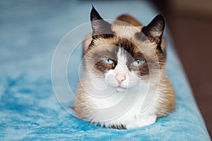 Cat breed snowshoe sitting on blue background. selective focus , close up photo