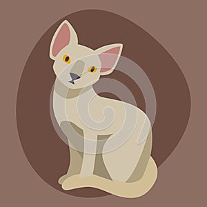 Cat breed sphinx cute pet portrait fluffy young adorable cartoon animal and pretty fun play feline sitting mammal