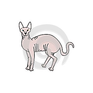 cat breed sphynx contour sketch doodle illustration.