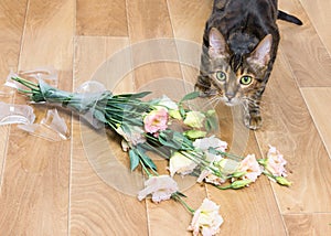 Cat breed toyger dropped and broken glass vase of flowers.