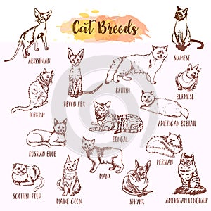 Cat breed and vet care icon set. Hand drawn cats types. Sketch of kitten. Maine coon, manx, siamese and othe breeds