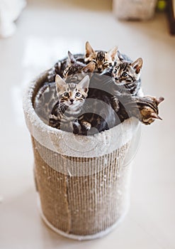 Cat breeding in home. Young Bengal kittens in a basket