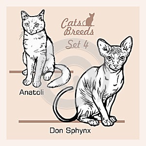 Cat Breeds - Anatoli, Don Sphynx - Cheerful cats isolated on white - vector set