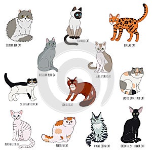 Cat breeds cartoon style vector set.