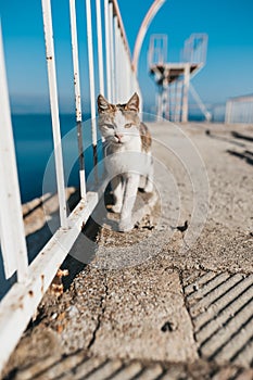 Cat on the bridge at Egirdir lake