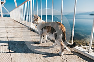 Cat on the bridge at Egirdir lake