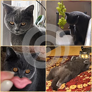 Cat brit Grey play photo