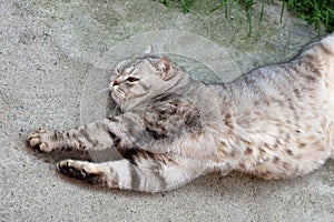 Cat of British breed lies on his side with thick stomach, fattened and pleased stretch his paws