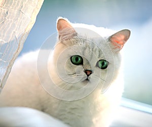 Cat, british, cute, shorthair, hair, gray, eyes, grey, fur, young, happy, funny, pet, animal, purebred, feline, domestic, furry, b