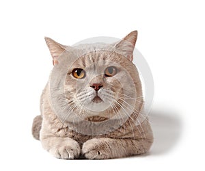 Cat of british shorthair breed