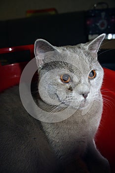Cat of British Shorthair breed with blue gray fur