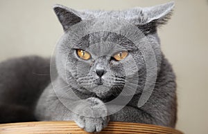 Cat British Shorthair named Tais Queen photo