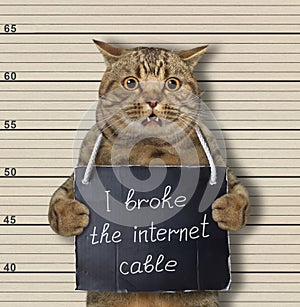 Cat broke internet cable