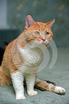 Cat with a broken leg and a fixing structure on the paw