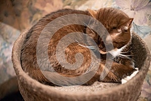 The cat is brown. Breed British. Sleeping in his cabin