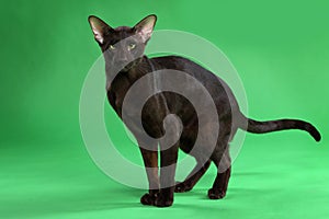 Cat brown Siamese Oriental Shorthair