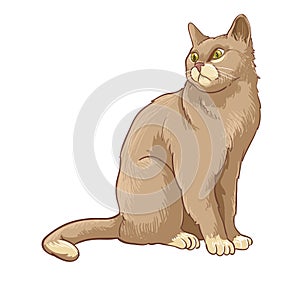 Cat brown in white background photo