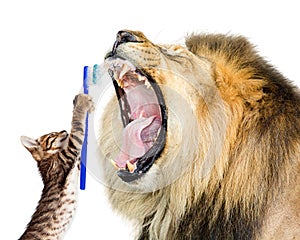 Cat Brushing Lion`s Teeth