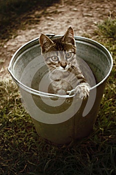 A cat in a bucket photo