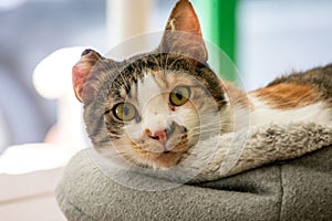 Cat with buckled ear portrait