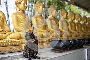 Cat among Buddha statues in temple