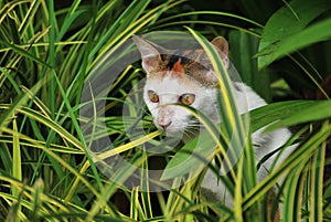 Cat In The Bushes