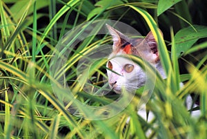 Cat in the bushes