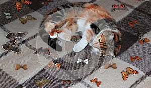 Cat and butterfly