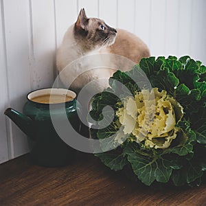 Cat in cabbage on a rustic background