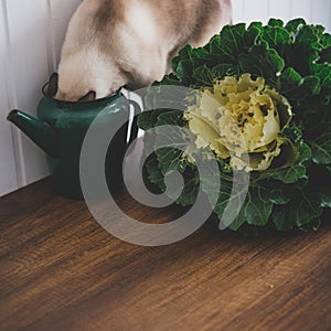 Cat in cabbage on a rustic background