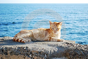 Cat in Cadiz photo