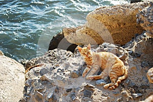 Cat in Cadiz photo