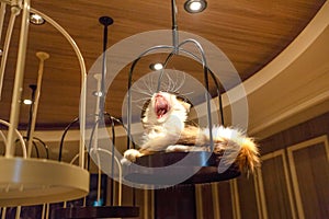 Cat Cafe Shibuya