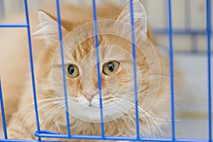 Cat in a cage