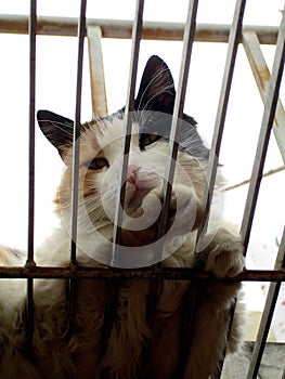 Cat in a Cage