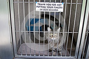 Cat in a cage at the animal shelter