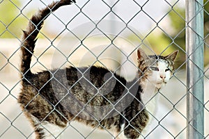 Cat in a cage behind jail inside of animal shelter