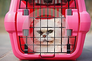 Cat in Cage Carrier