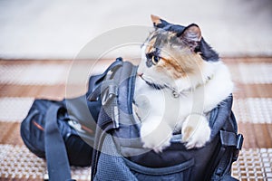 Cat in camera bag