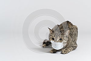 A cat can also get a virus. take care of your cats. stay at home. cat in a medical mask