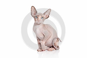 Cat. Canadian sphynx cat kitten on white background