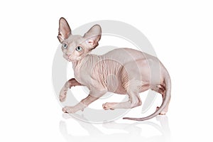 Cat. Canadian sphynx cat kitten on white background