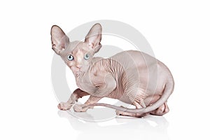 Cat. Canadian sphynx cat kitten on white background